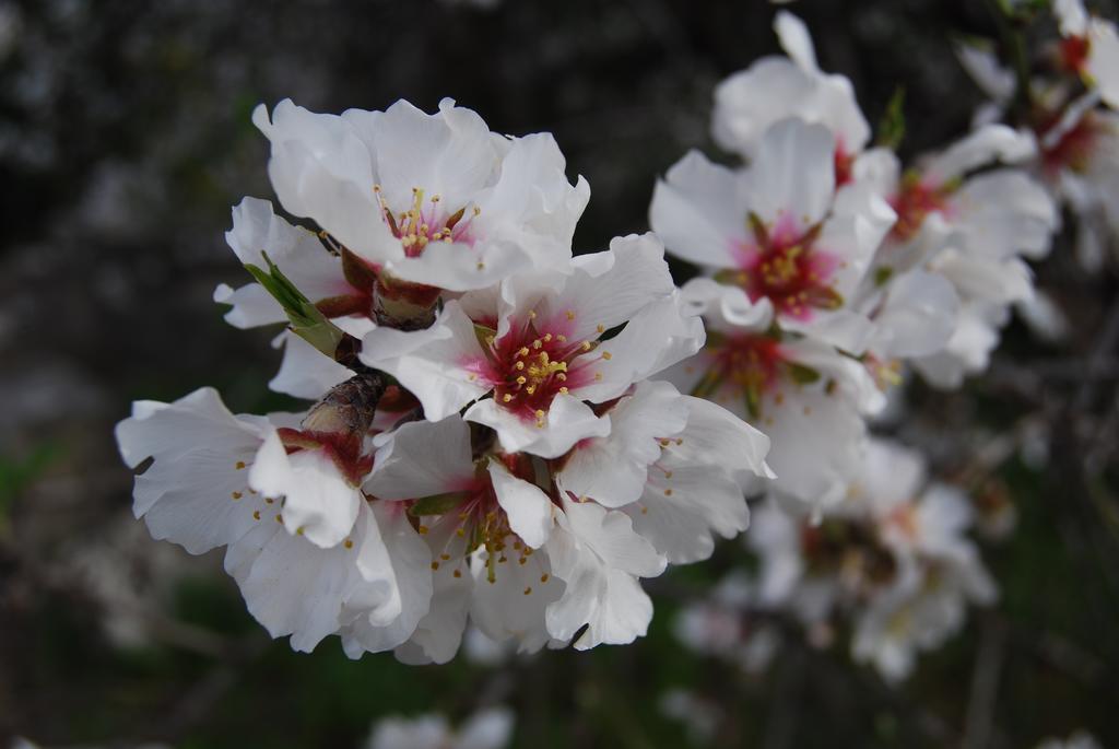 Finca Son Vivot 외부 사진
