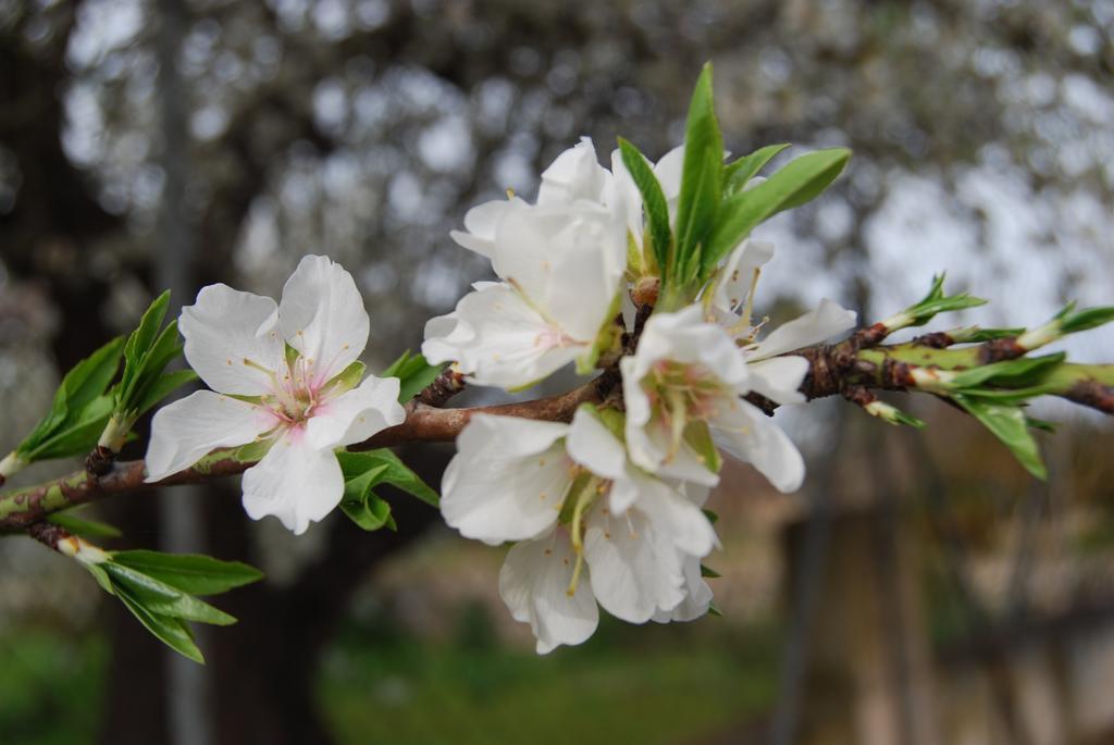 Finca Son Vivot 외부 사진