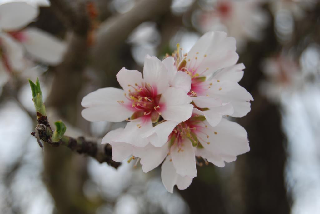 Finca Son Vivot 외부 사진